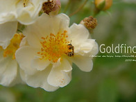 골드핀치-Goldfinch