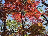 가평 / 남양주 축령산 산..