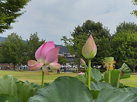 함양 상림공원 (..