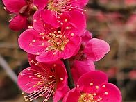 홍매 브로치 같다