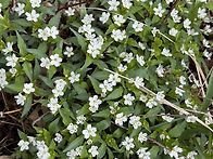 자월도의 야생화 ..