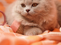 저작권 없는 강아지와 고양..