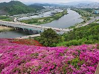와룡산 연상홍군락..