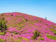 보성일림산 사자산 제약산