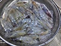 구산 호래기