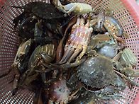 2025 삼천포 문어..