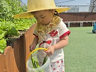 고추수확🌶🌶🌶🌶