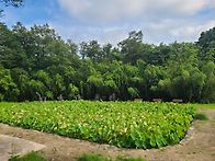 삼척 천은사 신흥사(6/3..