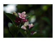 삼색 병 꽃.
