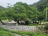 영양 죽파리 자작나무숲