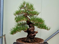 수격이 높다