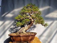 사간형 해송(곰솔..