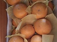 제주 노지레드향