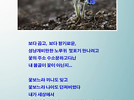 야생화모음