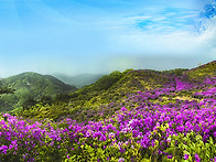 황매산 철쭉
