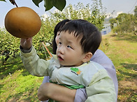 샤인머스캣 따고 왔어요.