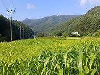 금산토지/금산부동산 2차선..