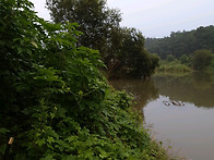 경기(포천) 통일교 상류(..