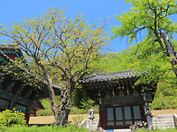 통도사 암자의 봄