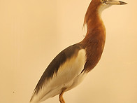 흰날개해오라기