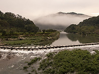 정읍 구절초