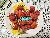 딸기수확