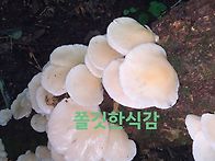 참싸리버섯(보라싸리버섯)..