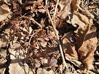 고사리삼 찔래상황 산행