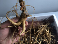 동맥경화, 약물중..