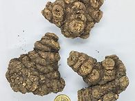 천궁 효능,천궁 ..