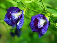 혈압을 강저시켜주..