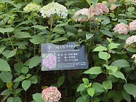 대천(춘천)산책로 화단의 ..