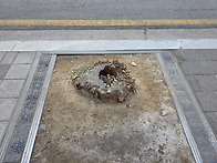 가로수 그루터기에 걸려 ..