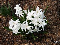 히야신스와 영춘화