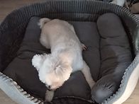먼지