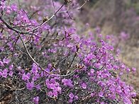 봄(꽃)맞이 안산~인왕산 ..