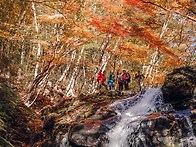 가을색, 도투마리골과 목통..