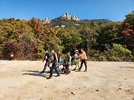 인제 자작나무숲 장애인 ..