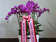 2026년 시들지 않는 꽃