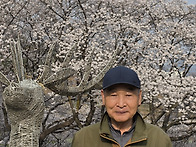 연암 도서관 벚꽃