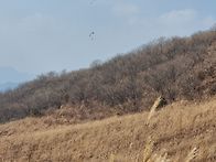 25.11.22(토)유명산 동쪽..