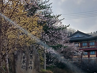 이천산수유축제 원적산