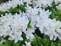 26.04.25(토) 수리산 철쭉..