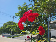 시골에서