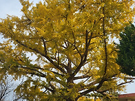 향동초등학교 은행나무