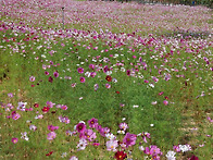 제2회 전남베트남 여성한마..