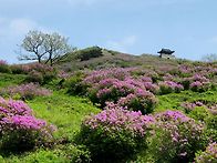 황매산 철쭉