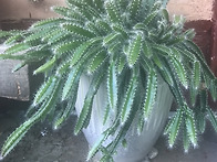 용과