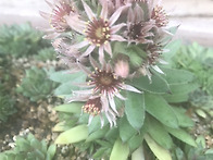 바위솔종류
