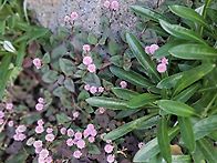 예레미야 17:1~11 자고새..